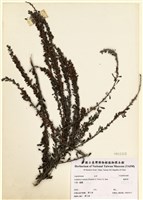 藏品(鐵掃帚)的圖片